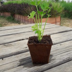 planta apio nabo