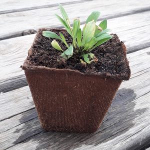 planta espinacas